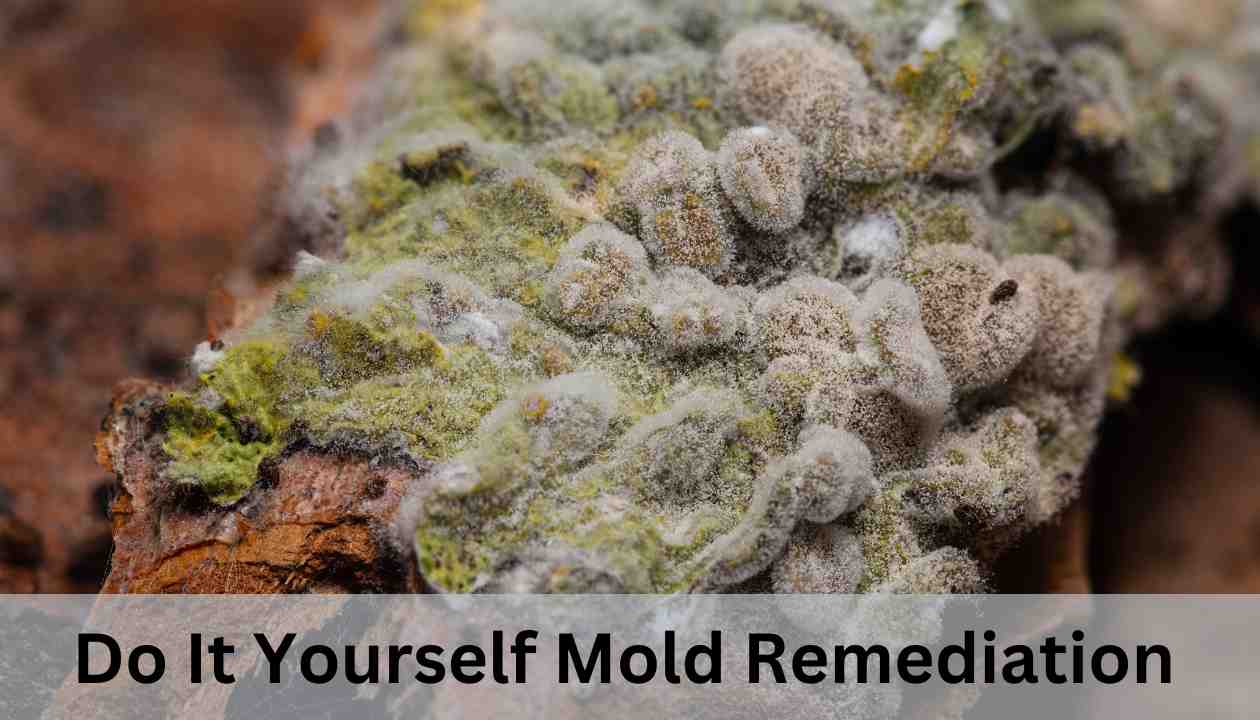 do-it-yourself-mold-remediation