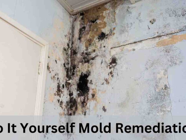 Do It Yourself Mold Remediation in New York: Complete Guide