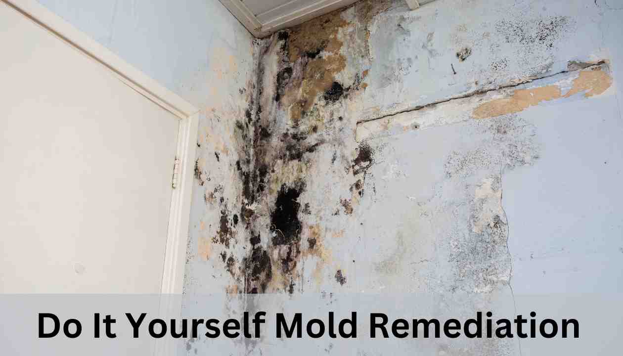 do it yourself mold remediation