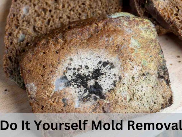 Do It Yourself Mold Removal from Walls in New York