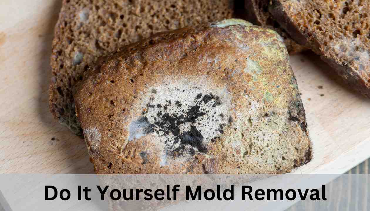 do it yourself mold removal-