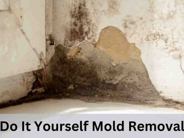 Do It Yourself Mold Removal from Walls in Delaware