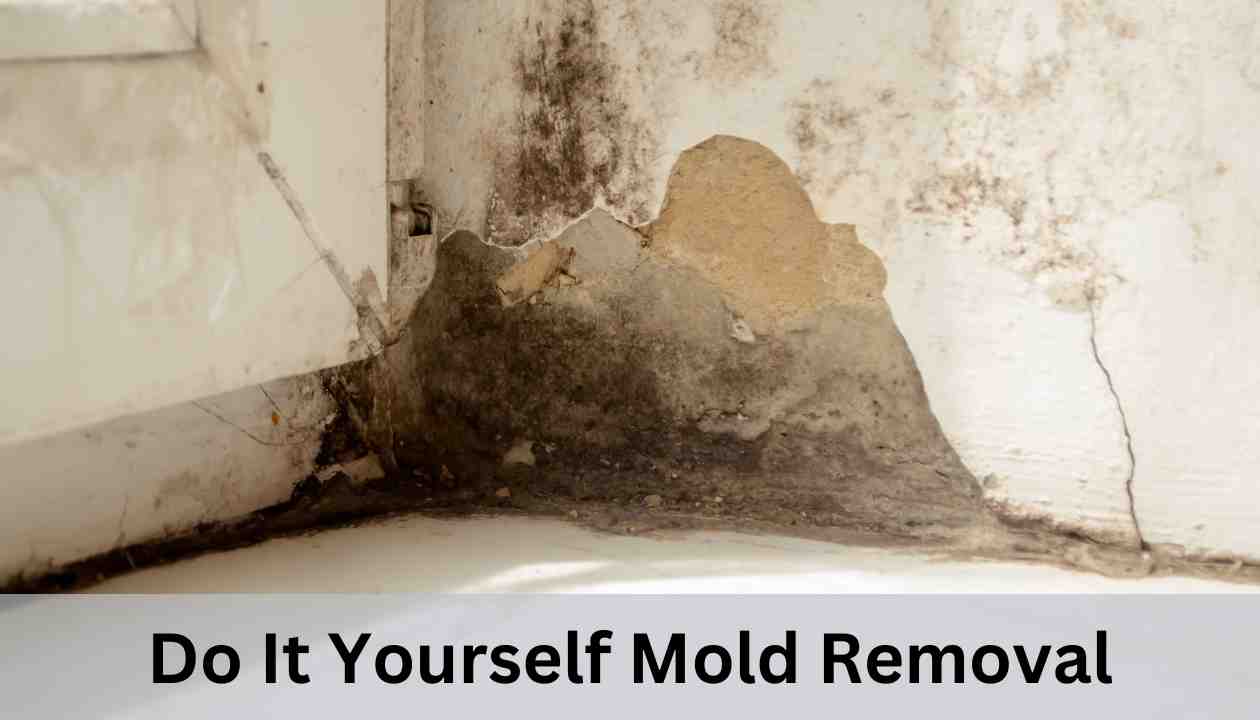 do it yourself mold removal