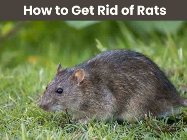 How to Get Rid of Rats: Effective Solutions