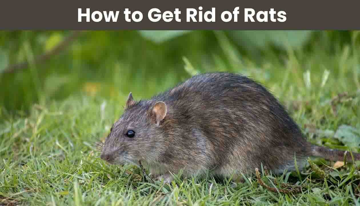 how-to-get-rid-of-rats