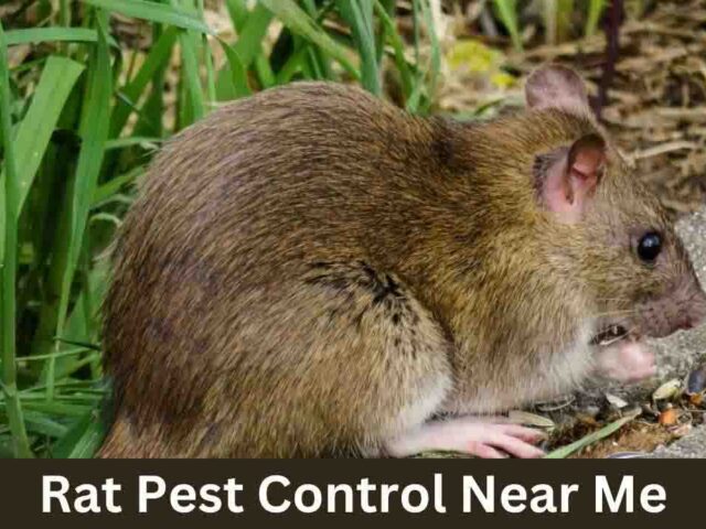 Rat Pest Control Near me: How to Control Rat Bite in Car