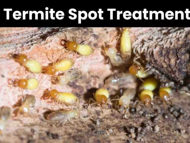 Termite Spot Treatment: Localized Termite Control