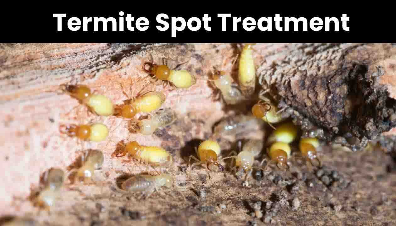 termite-spot-treatment