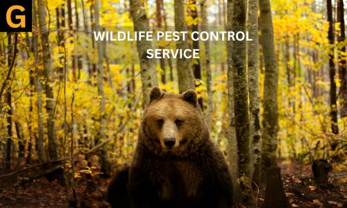 wildlife-control-pest-service