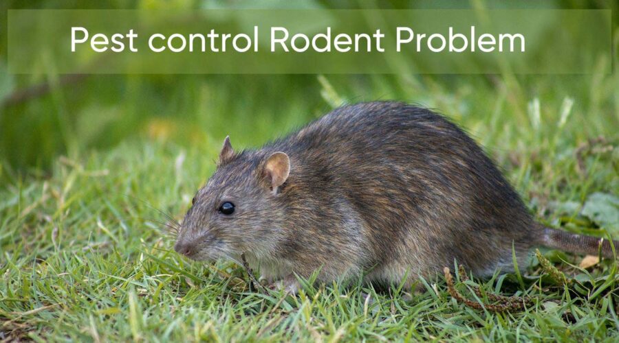 Largest Pest Control: Rodent Problem and Prevention