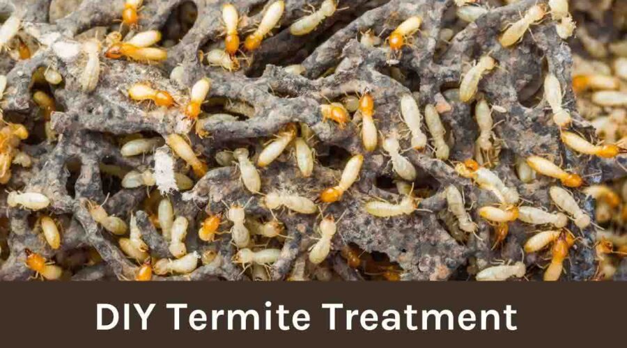 DIY Termite Treatment: Affordable Options for Termite Control