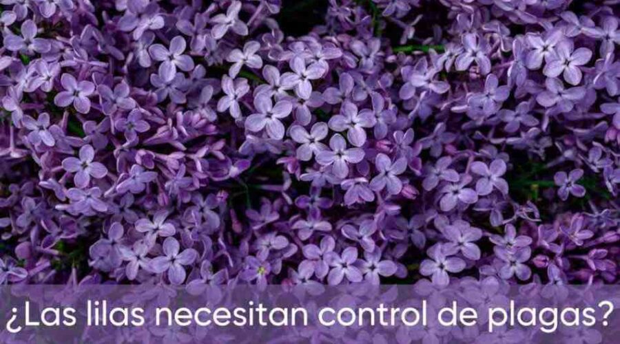 ¿Las lilas necesitan control de plagas? Lo que debes saber
