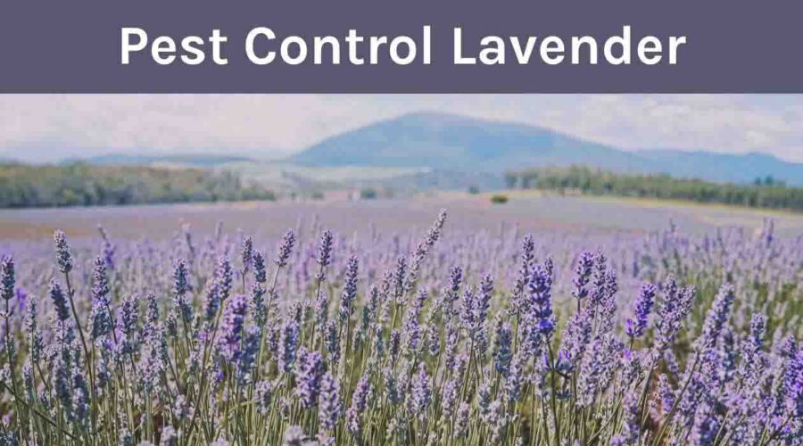 Does Lavender Need Pest Control? Choosing the Right Variety
