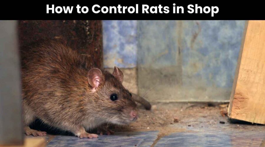 Rat Pest Removal for Shops and Small Businesses