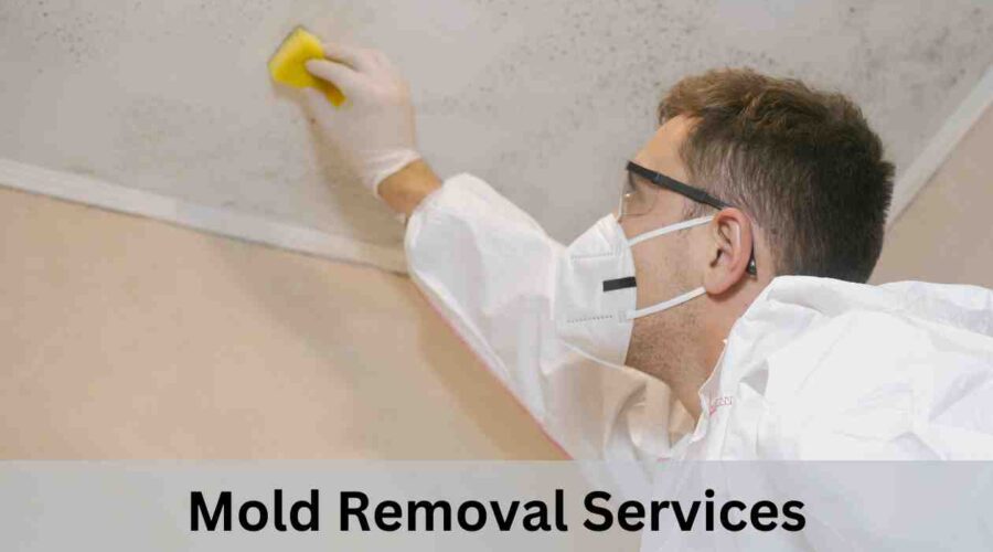 Expert Mold Removal Services: Ensuring a Healthy Home