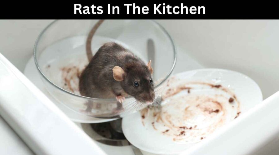 Rats in the Kitchen: How to Get Rid off